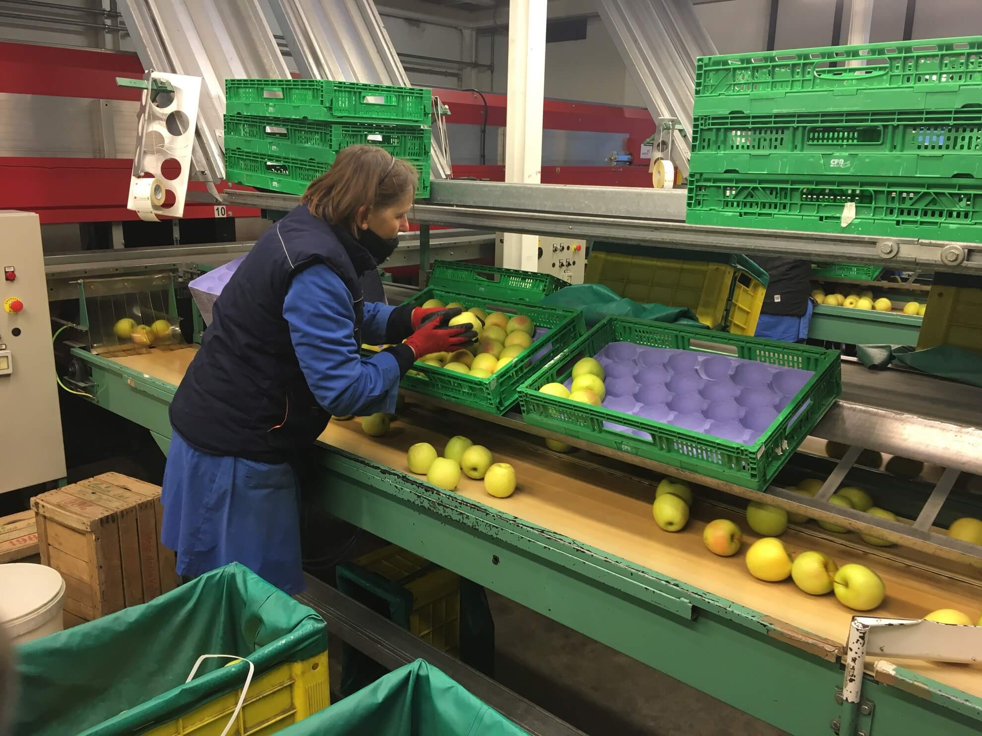 Carino Mele: la lavorazione in magazzino